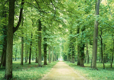 仟億達碳交易，讓林農愛上植樹“賣空氣”