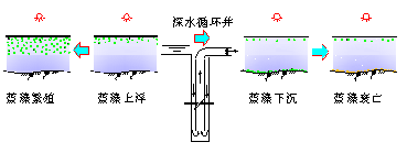 深井增壓控制水體藍(lán)藻生長(zhǎng)繁殖原理 深井增壓控制水體藍(lán)藻生長(zhǎng)繁殖原理